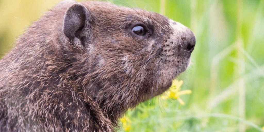 Groundhog