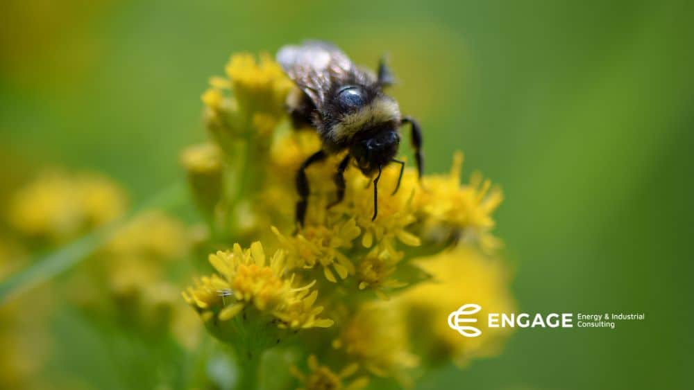 Bee on a flower showing the importance of biodiversity on an ecosystem.